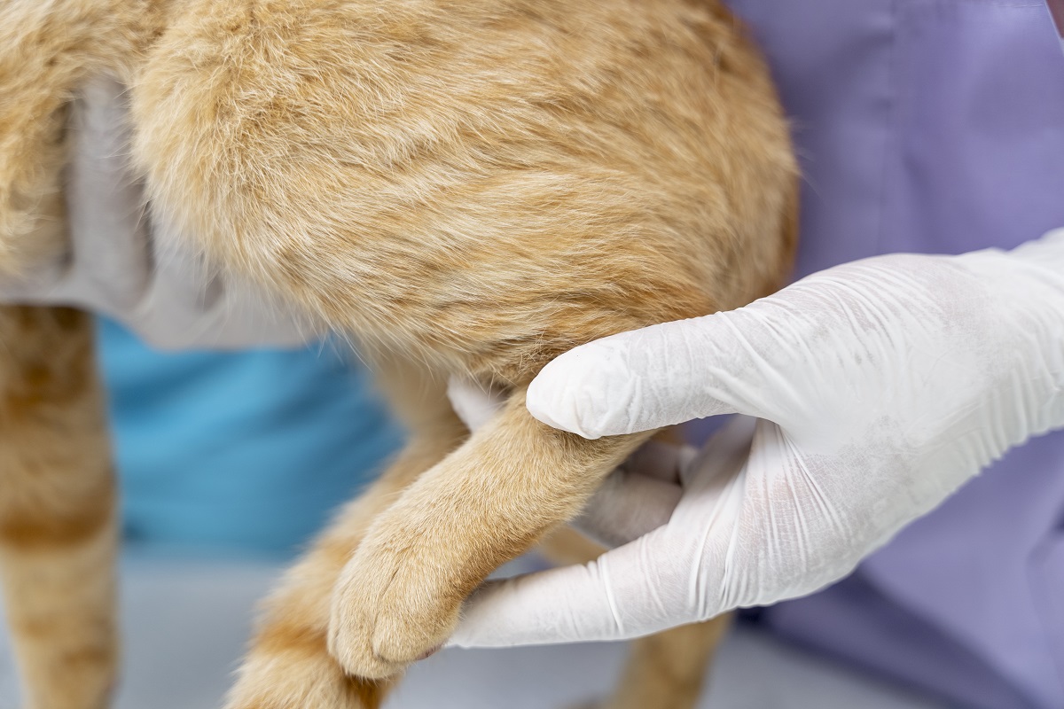 Gato fazendo exame em laboratório